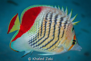 Red Back /Chevron Butterfly fish Red Sea by Khaled Zaki 